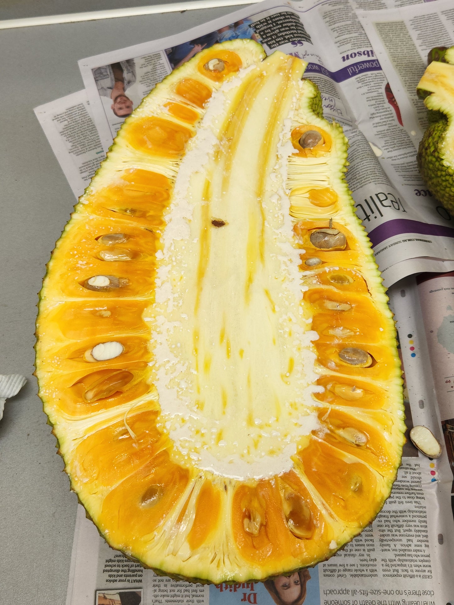 Jackfruit Marcott - Rocky Creek Gold