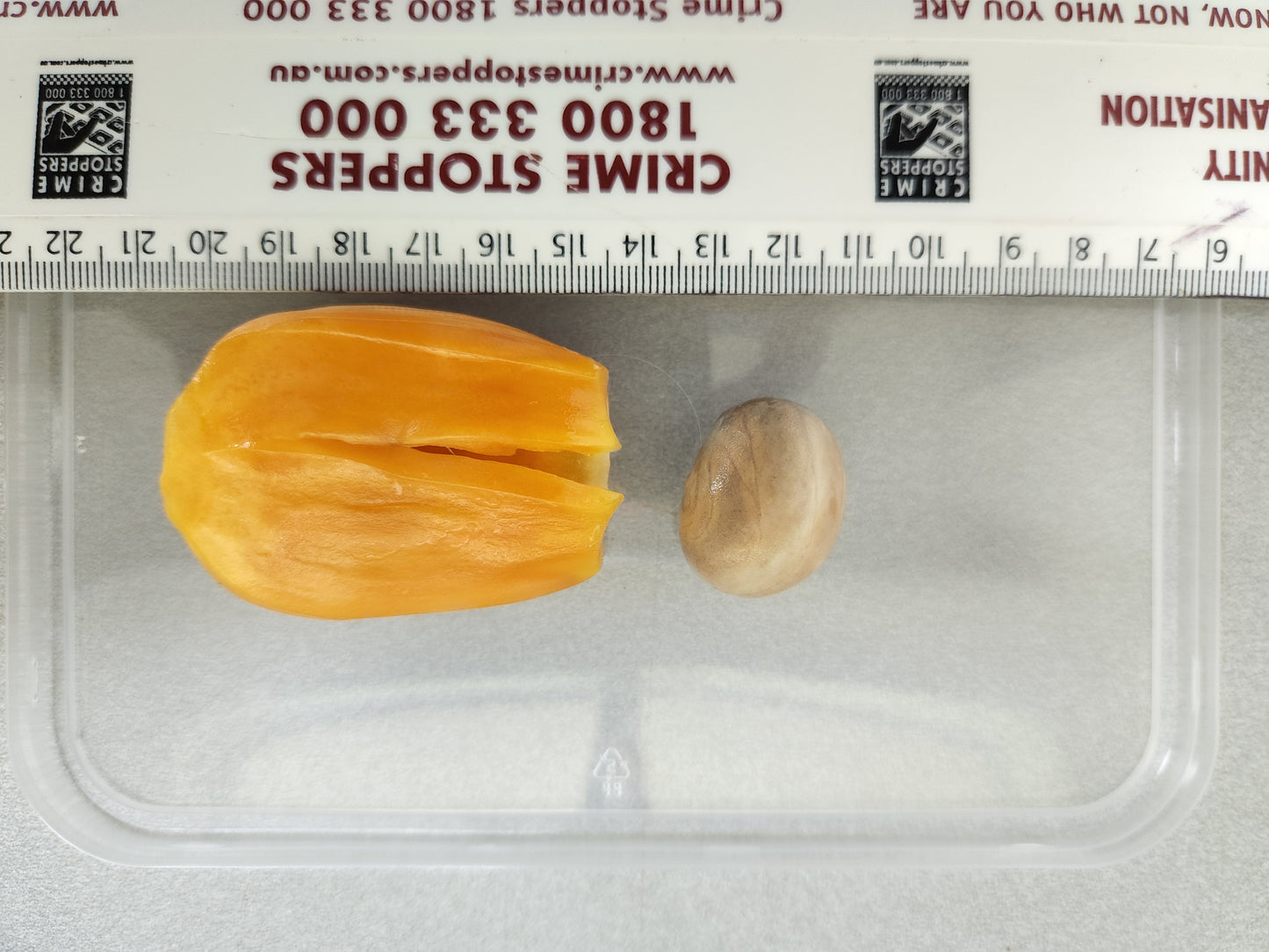 Jackfruit Marcott - Rocky Creek Gold