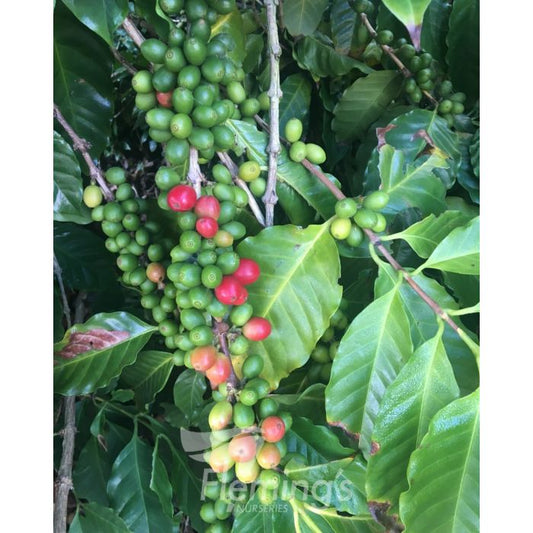 Dwarf Coffee - Catuai Rojo