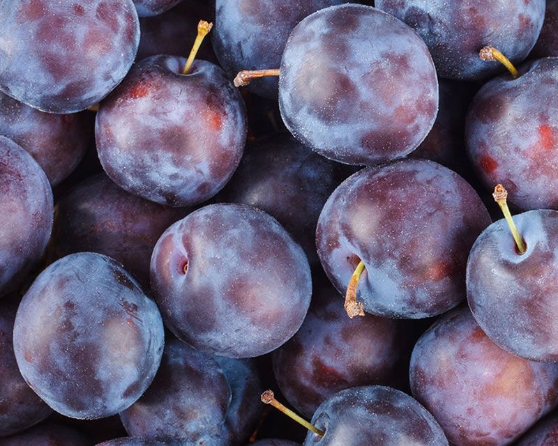 Plum - Ruby Blood