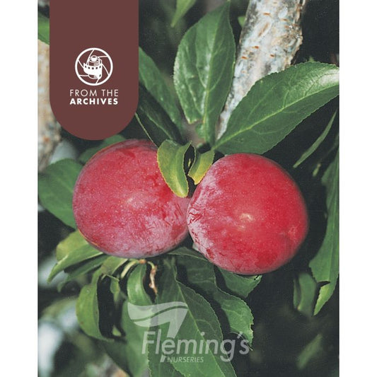 Plum Santa Rosa