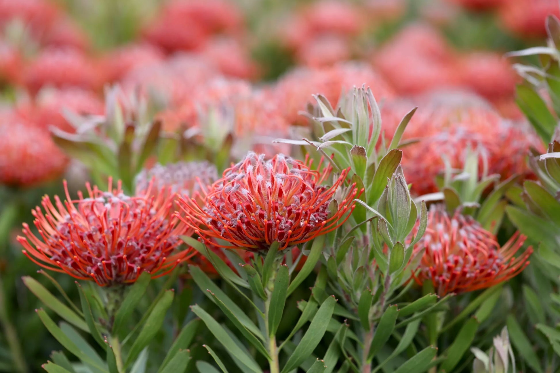 Buy Leucospermum - So Sincere – Ross Creek Tropicals