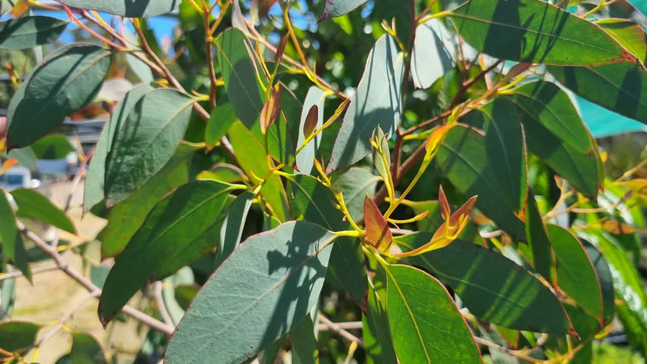 Strawberry Gum (Eucalyptus olida) 180mm