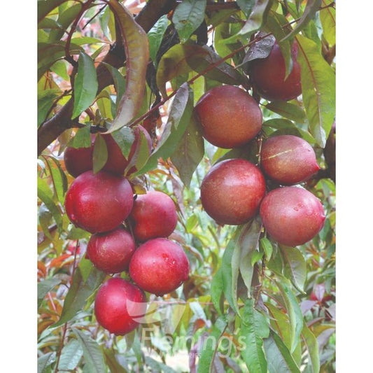 Sugar N Spice Nectarine x Plum