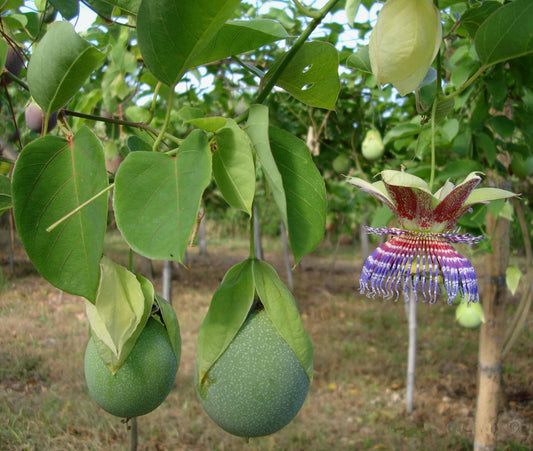 Passion Fruit - Sweet Calabash