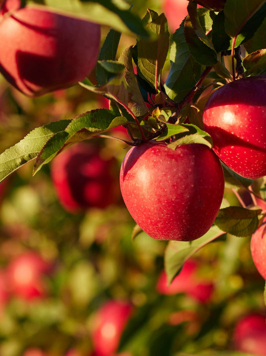 Dwarf Apple - Sweet Cheeks