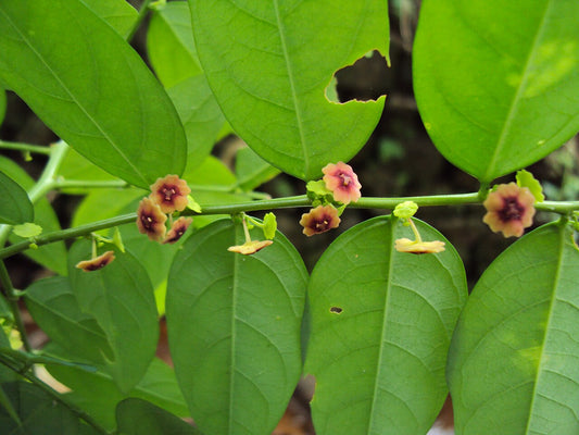 Sweet Leaf Bush