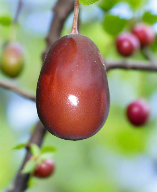 Jujube - Tajan