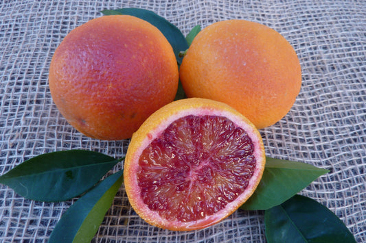 Blood Orange - Tarocco Rosso (Qld only)
