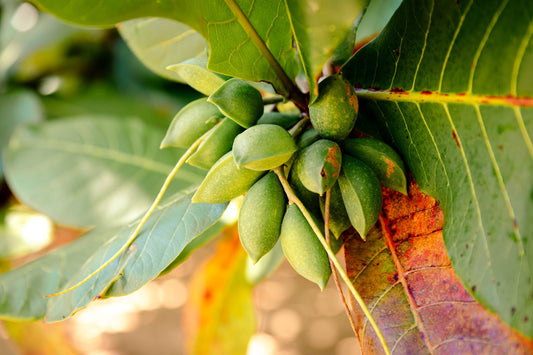 Beach Almond - Indian Almond