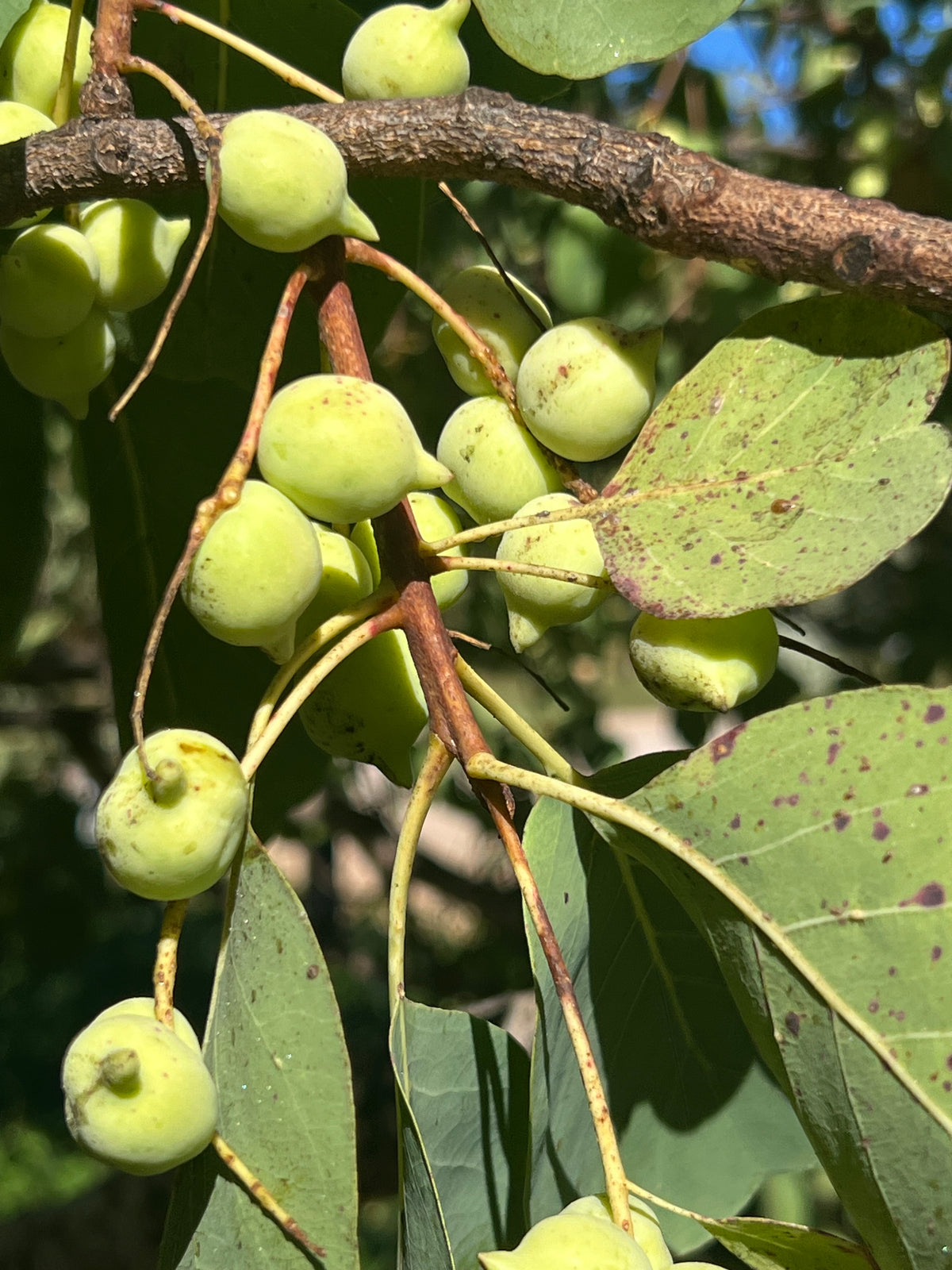 Buy Kakadu Plum tree - Terminalia ferdinandiana – Ross Creek Tropicals