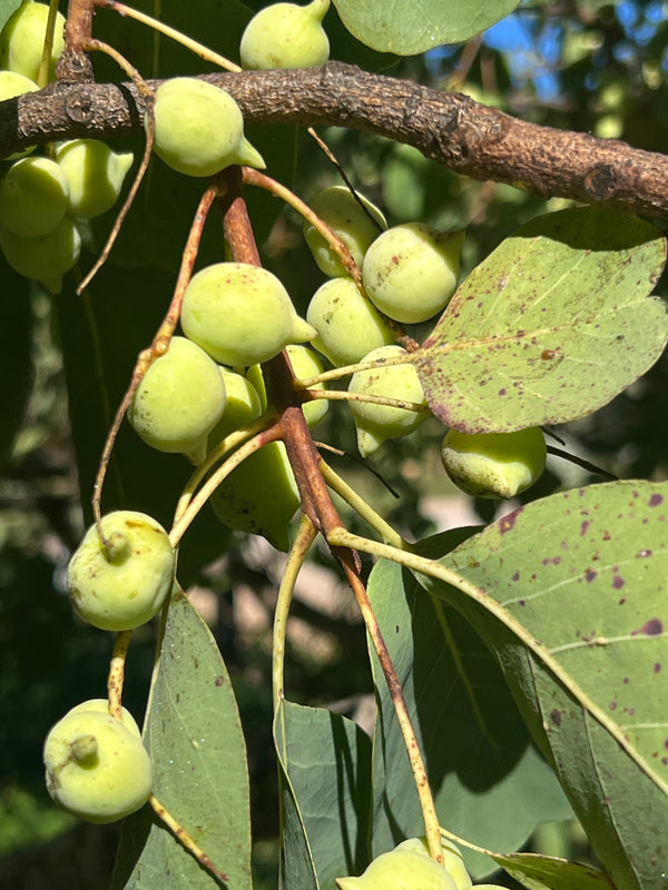 Buy Kakadu Plum tree - Terminalia ferdinandiana – Ross Creek Tropicals