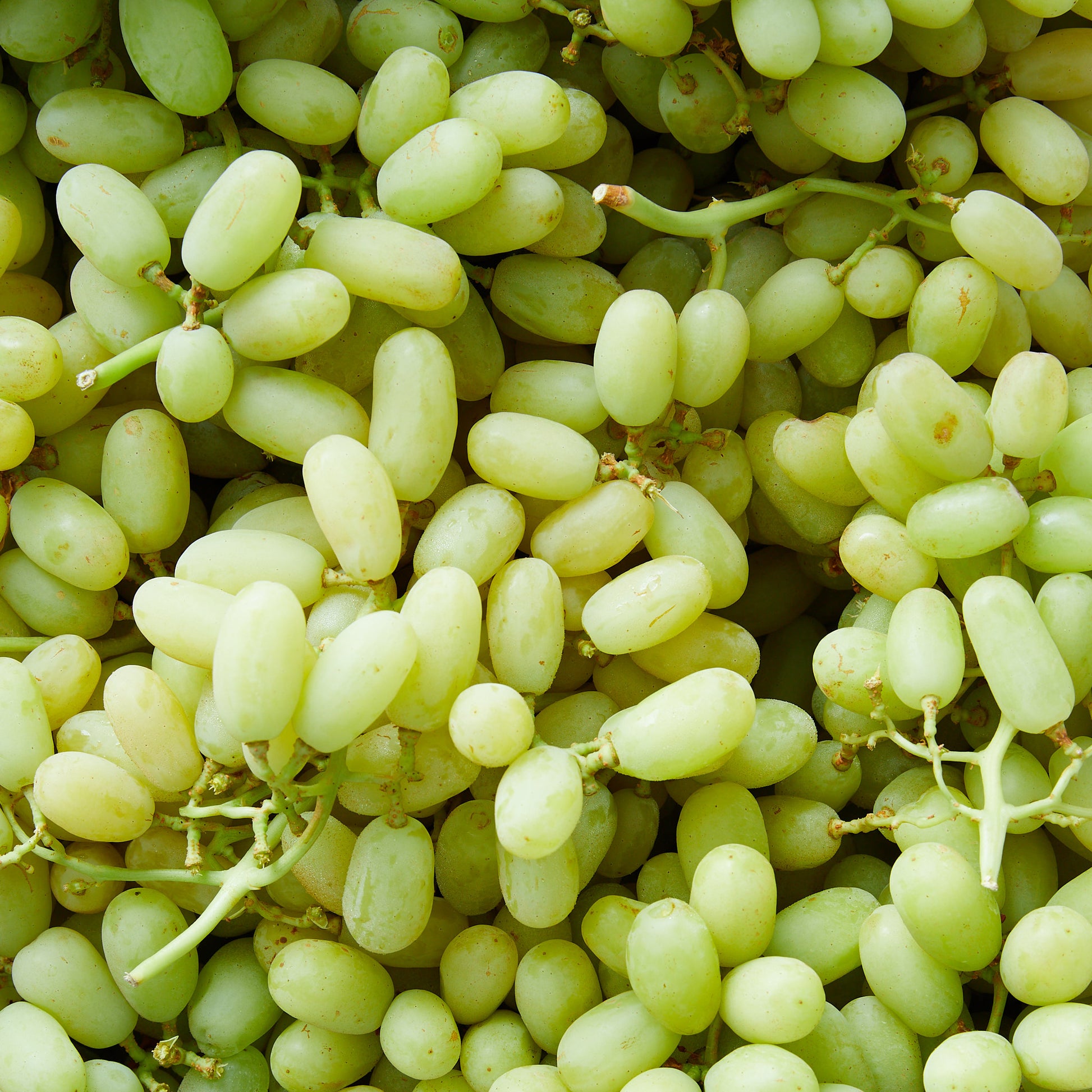 Thompson Seedless Grape Vine Cutting - Fast Growing Fruit Plant For Home Garden