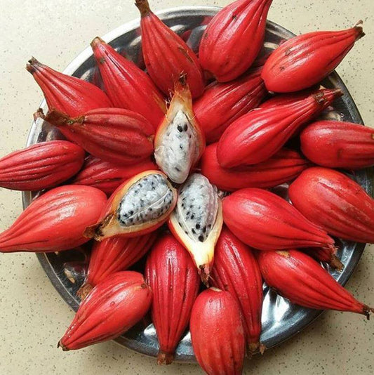 Seed of Heaven - Aframomum sp uganda