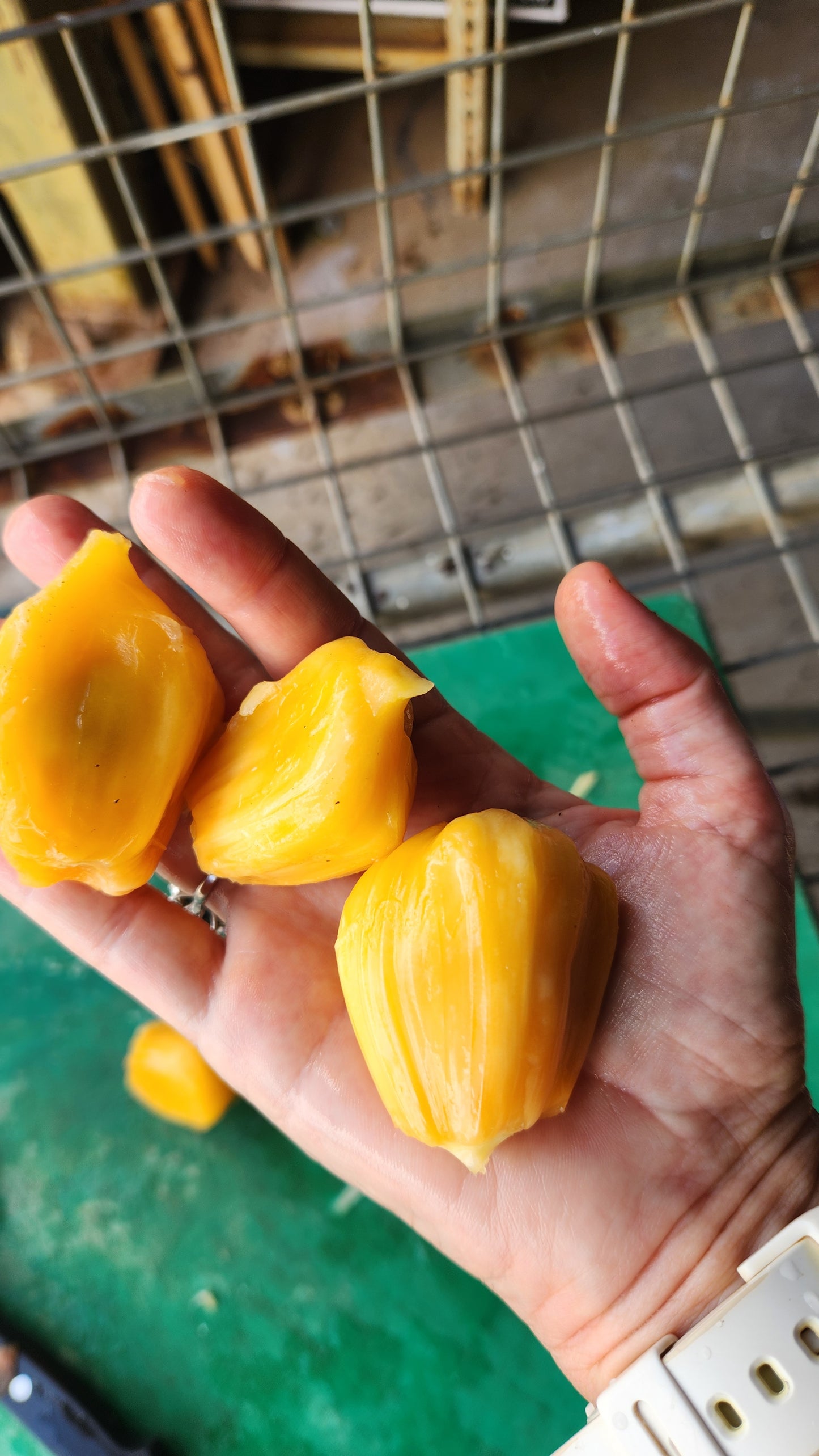 Jackfruit Marcott - Yellow Crunch