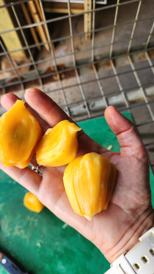 Jackfruit Grafted - Yellow Crunch
