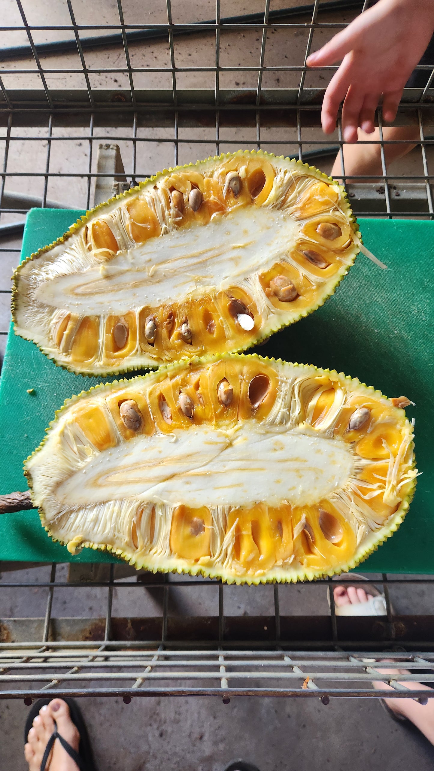 Jackfruit Marcott - Yellow Crunch