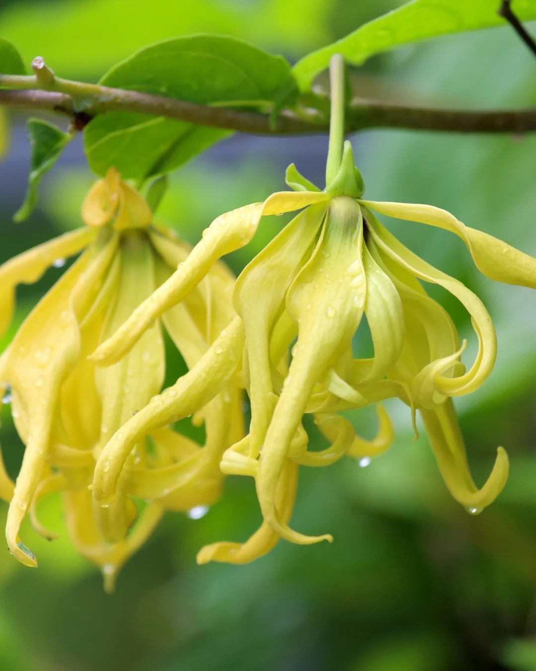 Buy Ylang Ylang Tree In Australia Cananga Odorata Ross Creek Tropicals buy-ylang-ylang-tree-in-australia-cananga-odorata-ross-creek-tropicals