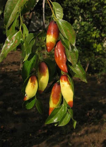 Jujube - Admiral Wilke 4l