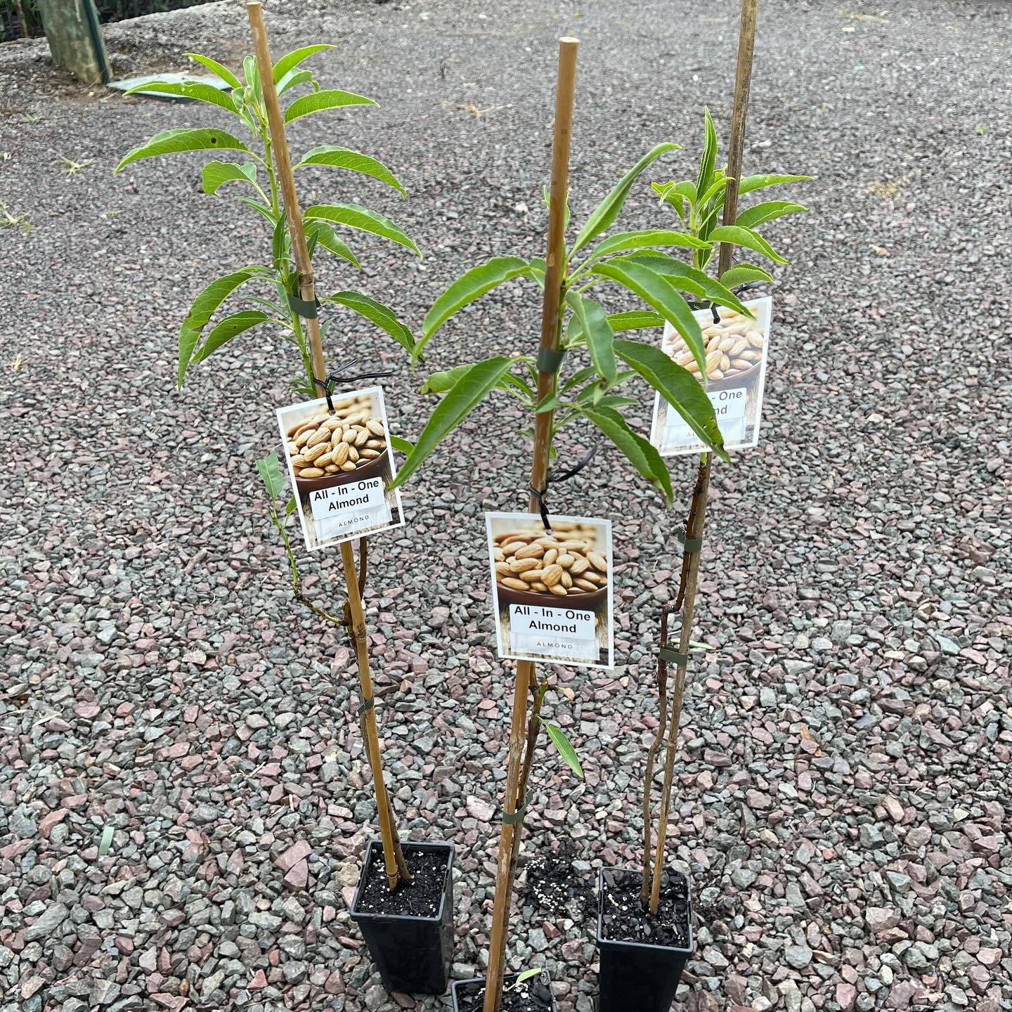 Almond - All in one 90mm