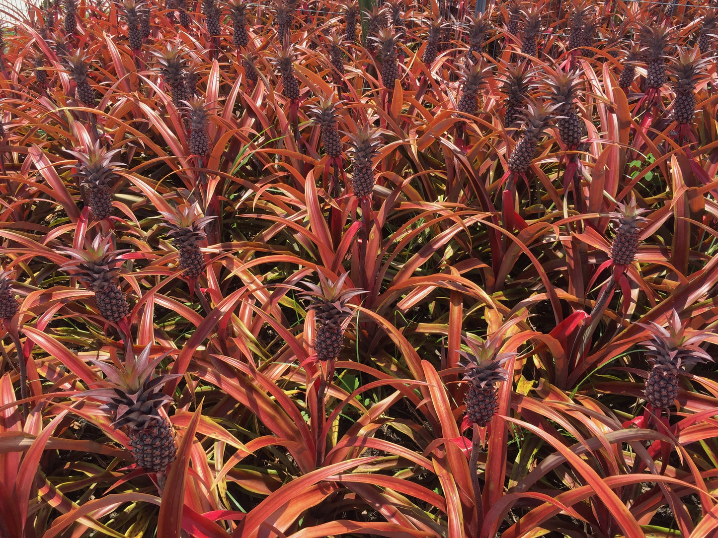 Pineapple - Mila Red 140mm