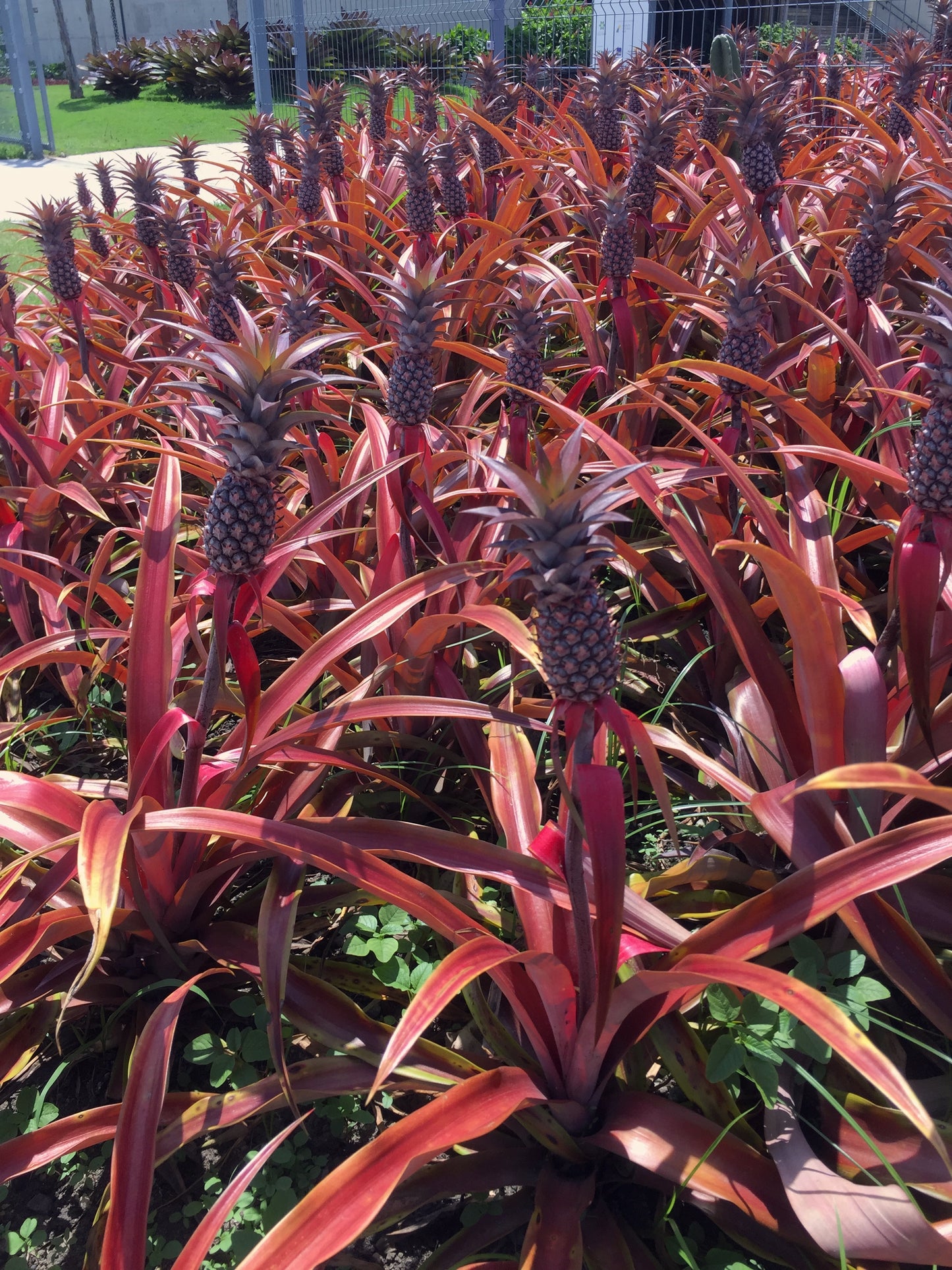 Pineapple - Mila Red 140mm