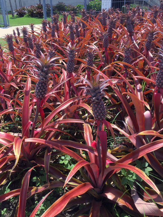 Pineapple - Mila Red 140mm