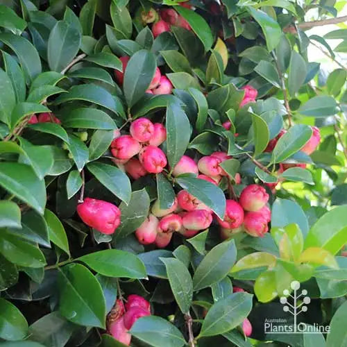 Aussie Compact Lilly Pilly - Syzygium australe 90mm