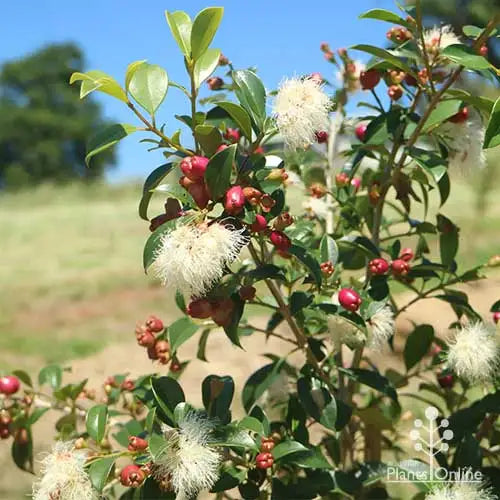 Select Lilly Pilly - Syzygium australe 90mm