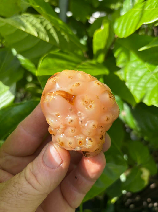 Noni - Pink