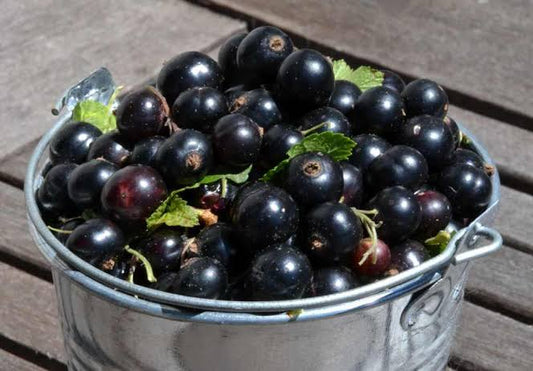 Currant - Black ( Bare Root Potted )