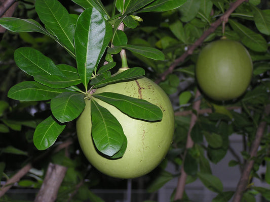 Calabash Tree - Crescentia alata