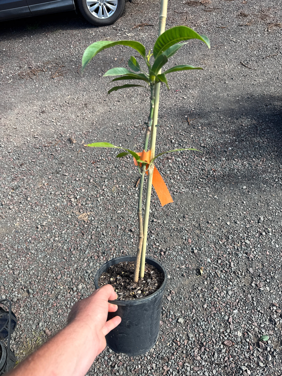 Mango Banganapalli