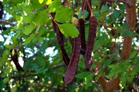 Carob - Seedling