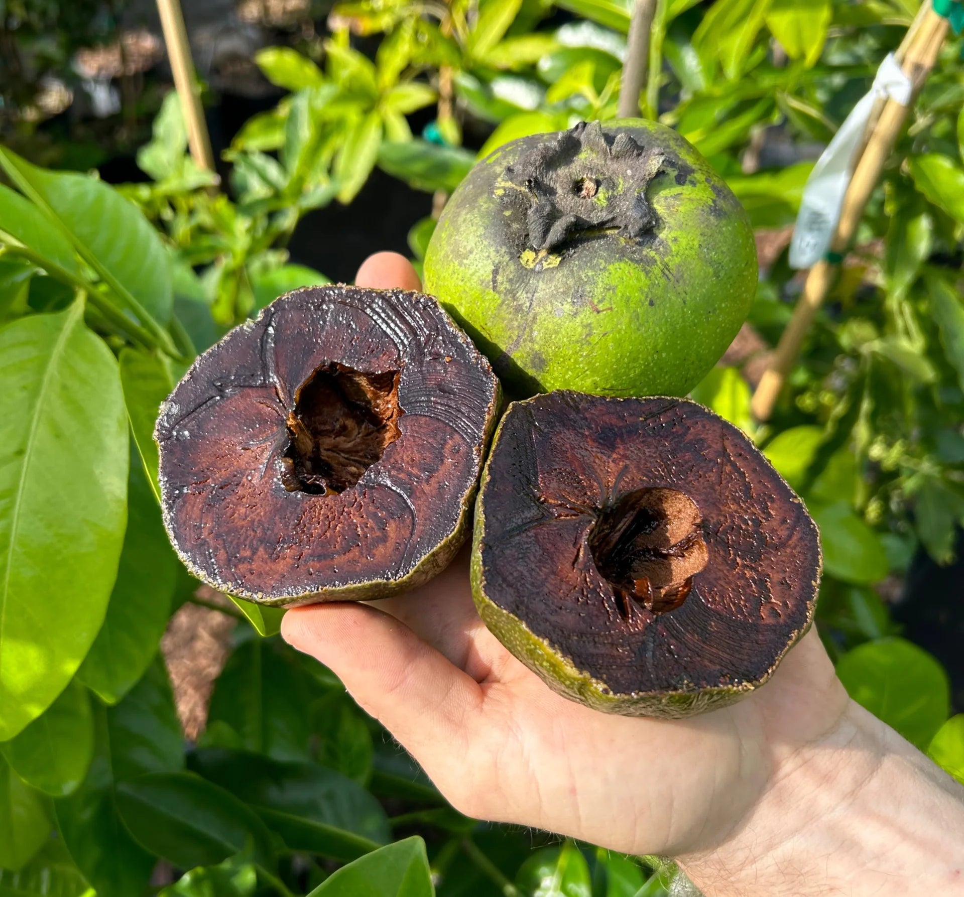 Collosal Black Sapote Collosal 5L – Ross Creek Tropicals