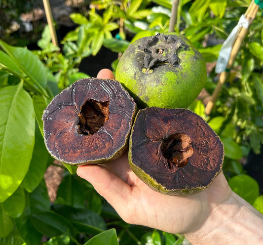 Black Sapote Collosal 5L
