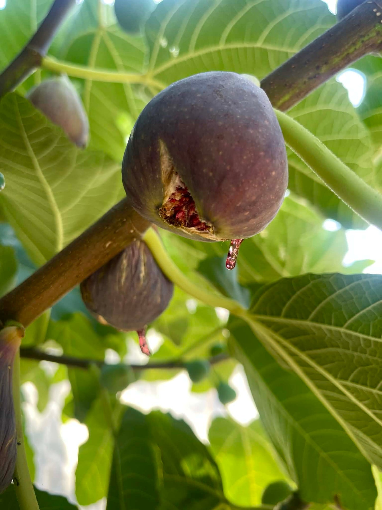 Fig - Peter Good