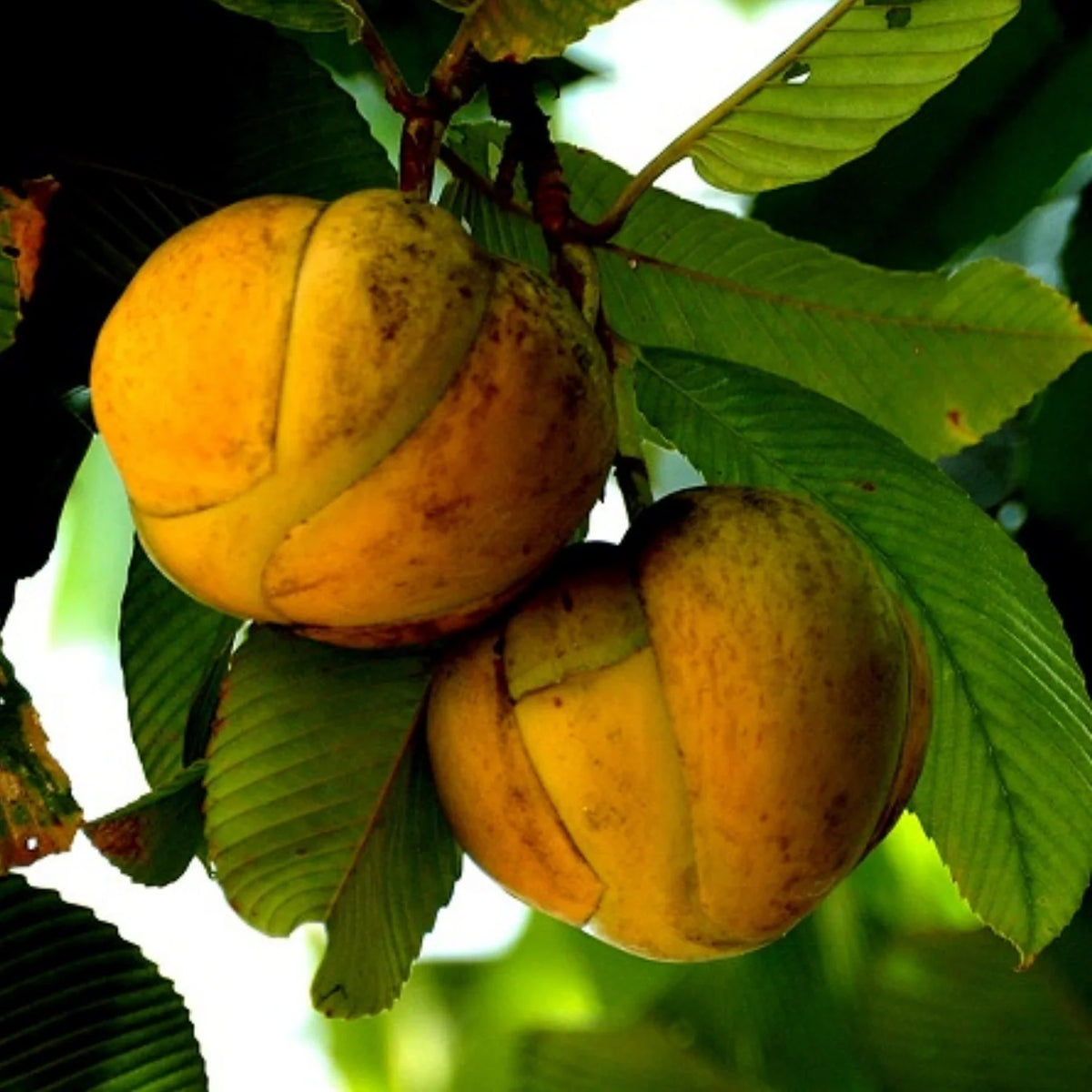 Elephant Apple - 90mm