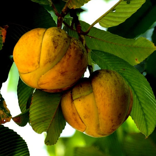 Elephant Apple - 90mm
