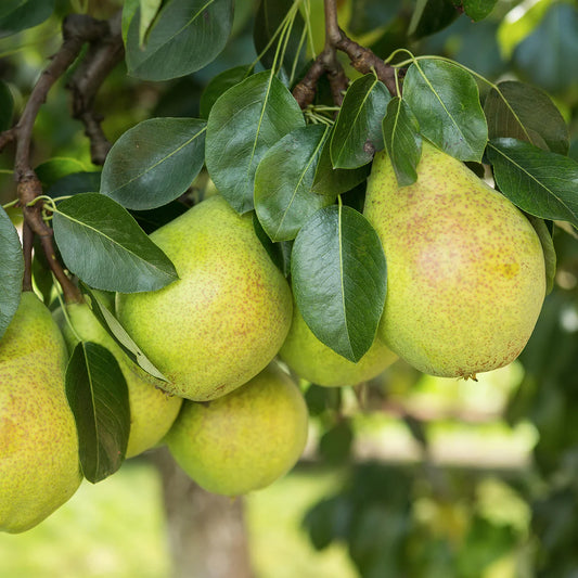 Flordahome Pear 5l