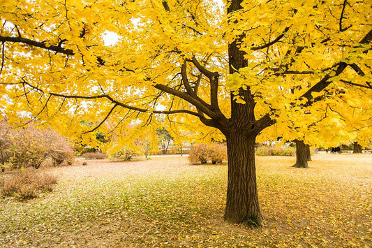 Ginko Biloba Male Grafted - Maiden Hair tree ( Bare Root Potted)