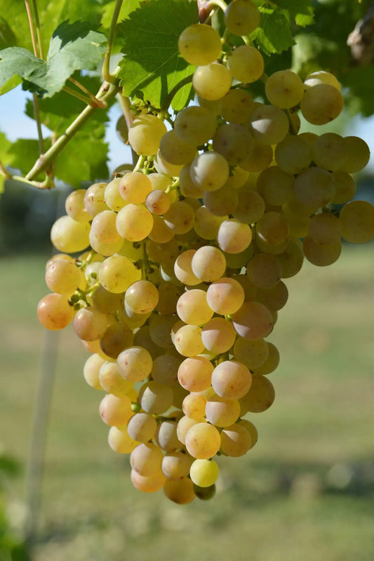 Grape - Muscat Gold - QLD ONLY (BARE ROOT)
