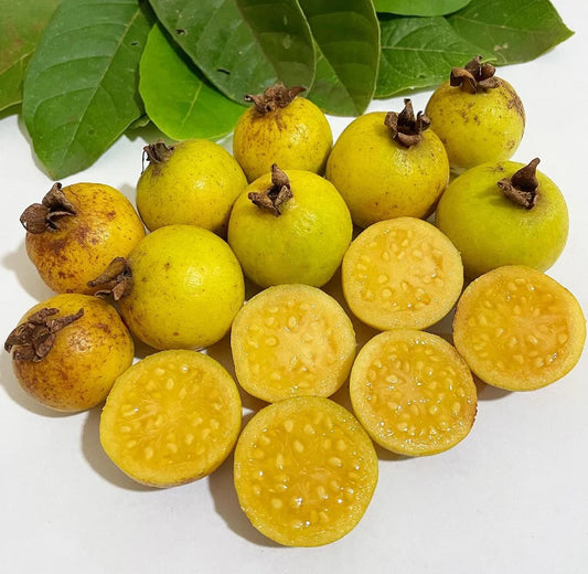 Gooseberry Guava Psidium quineense