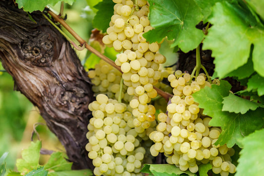 Grape Sultana H5 Seedless QLD ONLY (BARE ROOT)