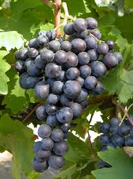 Grape - Muscat Hamburg- QLD ONLY (BARE ROOT)