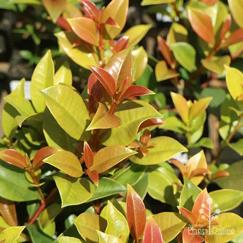 Hinterland Gold Lilly Pilly - Syzygium australe 90mm
