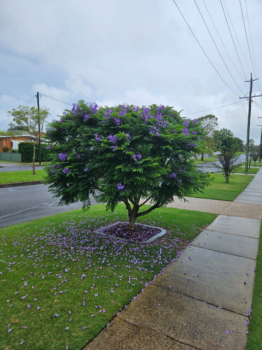 Jacaranda Dwarf - Bonsai Blue 200mm