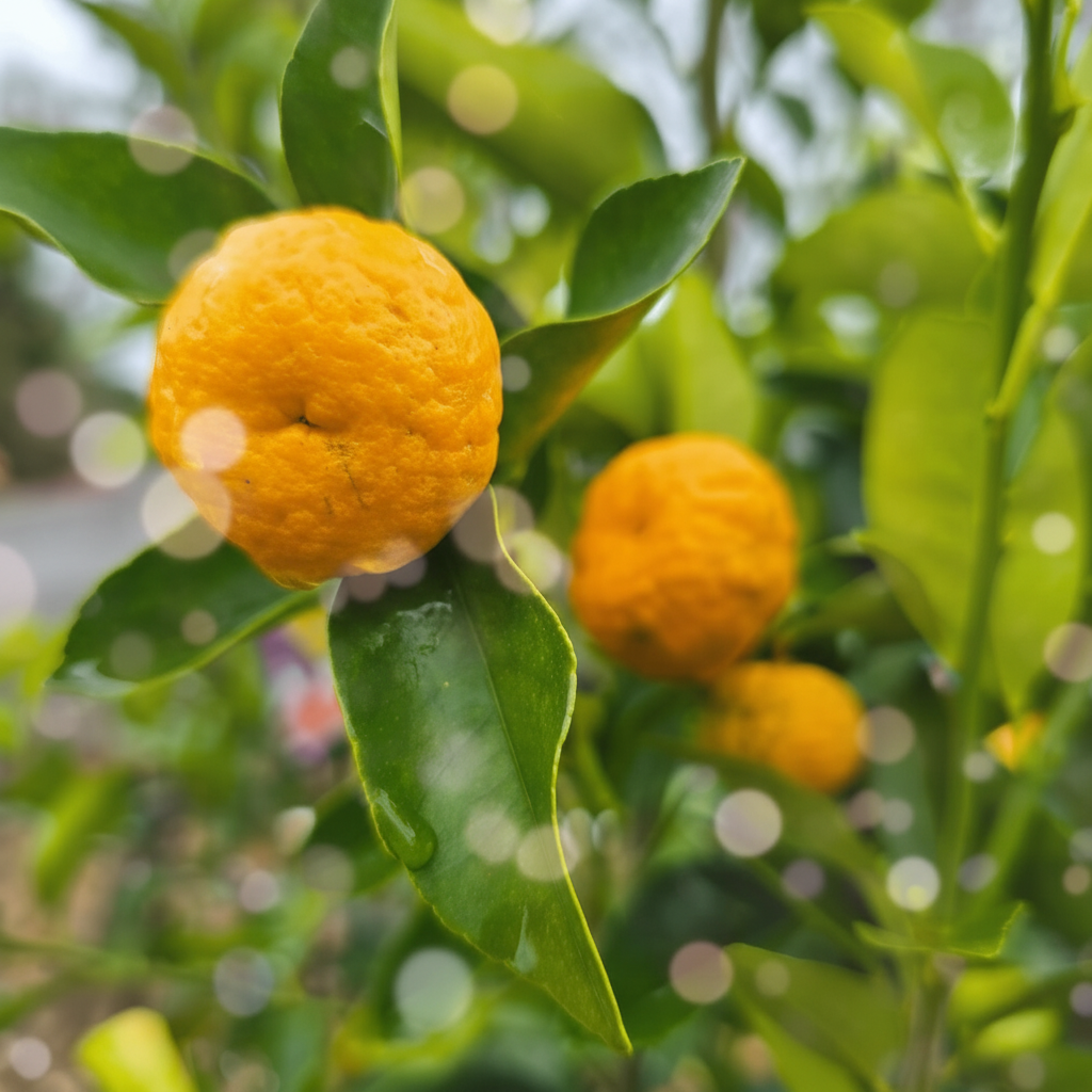 Indonesian Lime - Jeruk Limau