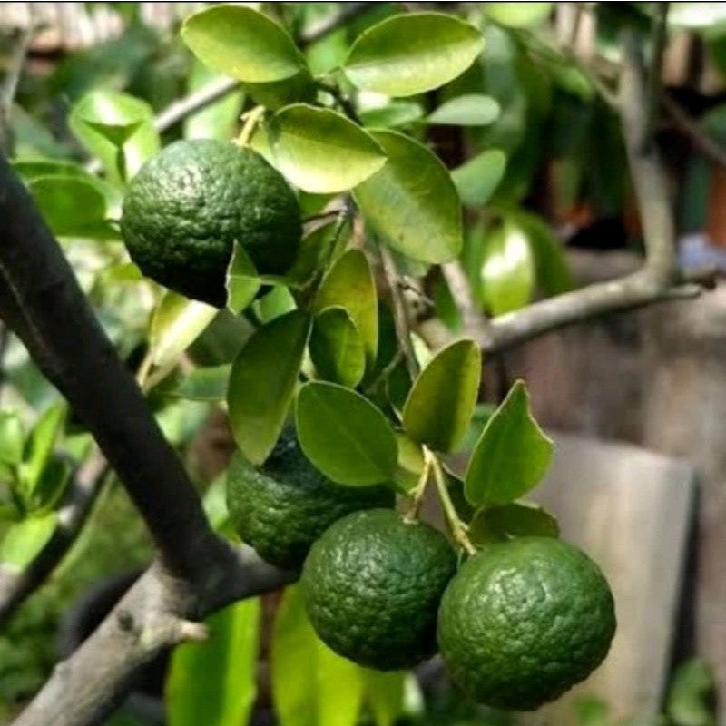 Indonesian Lime - Jeruk Limau