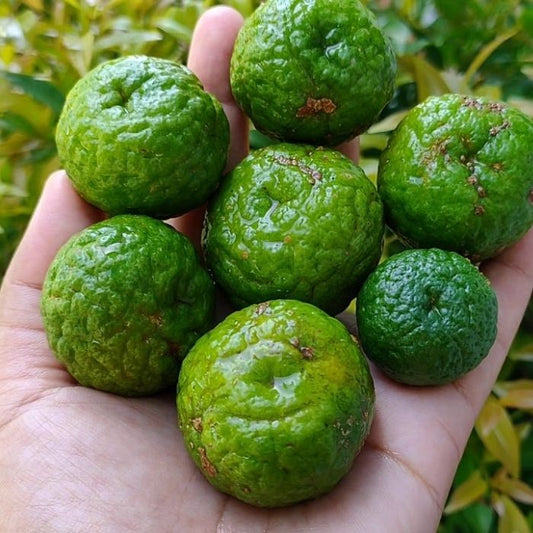 Indonesian Lime - Jeruk Limau